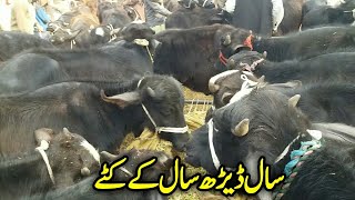 1 Saal Say 2 Saal K Buffalo Kattay For Sale in Janwar Mandi | Kata Farming in Pakistan