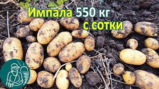 Импала в жарком климате от посадки до уборки урожая ???? Выращивание картофеля Опыт Гордеевых
