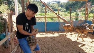成活率100% 鸵鸟养了一百天了 大的有50斤了 长的越来越快乐
