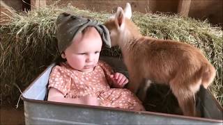 【動物と赤ちゃん】笑える！癒される♪子供とヤギの最強コンビ【動物癒し】baby&goats