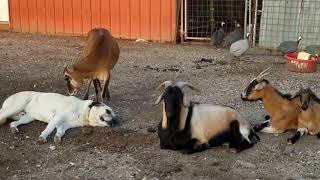 Friendship of animals, dog and cows