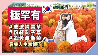 【韓國必去】 看完人生無憾了！美到爆炸的波波掃帚草, 粉紅亂子草, 金黃波斯菊花海 나리공원 | KIMCHIPAT