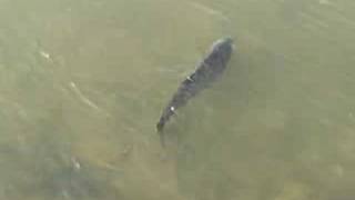 さかながよってきた！　The fish came near.
