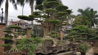 cây xanh Đại Thụ Giá trị tiền tỷ của Đại gia Thông Mơ tp Thanh Hóa