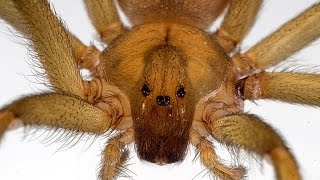 PICADURA DE ARAÑA MARRON, INGRESO HOSPITALARIO