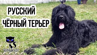 Чёрный терьер / Интересные факты о собаках