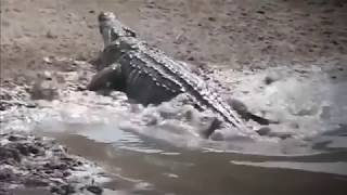 Нападение Крокодила на Людей!!! Смертельное Видео. Шок Видео.