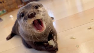 カワウソがご飯を置いて離れた隙に、猫がやってきた While the otter left his food and went away, the cat came.