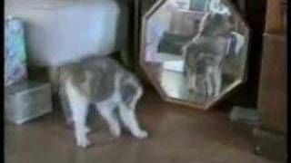 Funniest Home Video's CATS