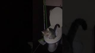 Кошка писает в унитаз и падает в него.