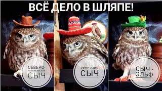 Маленький сыч - Безумный Шляпник! Какая шляпа сове больше к лицу?
