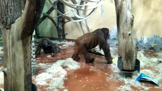 Обезьянки шалят ? / Funny monkeys