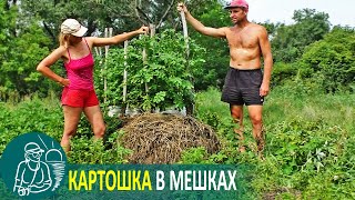 Посадка картофеля в мешках под сеном | Эксперимент Гордеевых