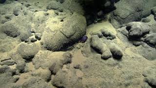 First Look At the Luʻuaeahikiikekualonokai Expedition | Nautilus Live