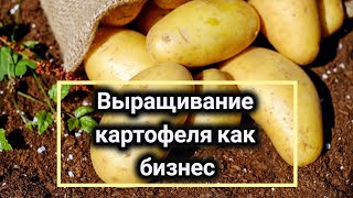 Выращивание картофеля как бизнес