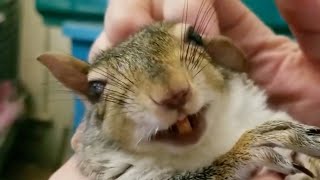 Blind squirrel smiles every time her rescuer scratches her