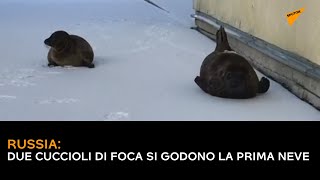Russia, due cuccioli di foca si godono la prima neve