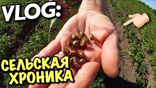 VLOG: МОЯ БАБУШКА и СЕЛЬСКАЯ ХРОНИКА