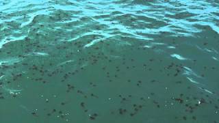 Jellyfish infestation with Fin & Fly Charters