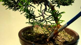 COMO TRABAJAR LA MADERA SECA DE UN BONSAI