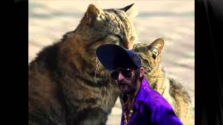 CAT MAN DUDE