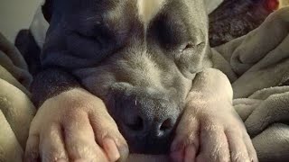 This dog was nearly put down for being 'ugly'