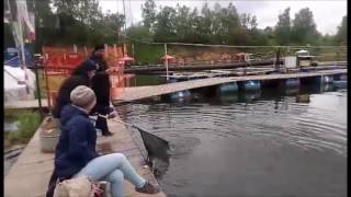 Клев форели в Савельево-2!!! Рыбалка в Подмосковье!!!