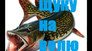 Отпускаем больших щук