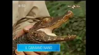 Il caimano nano
