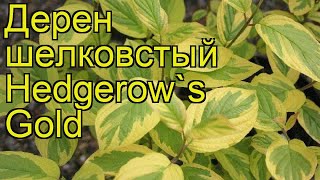 Дерен шелковистый Хедгероуз Голд. Краткий обзор, описание cornus sericea Hedgerow's Gold