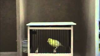Hüseyin EMER- JANSSENS Prof.bird