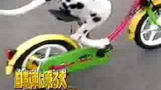 Dalmation riding bicycle