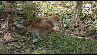 Red-crowned Crane Chick - Cincinnati Zoo