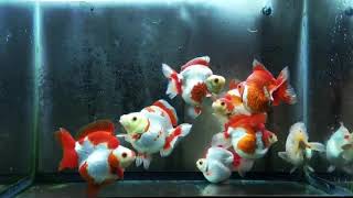 ปลาทองริวกิ้นขาวแดง