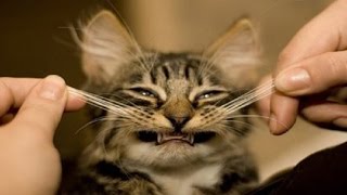 Смешные видео про котов. Подборка прикольных видео 2016