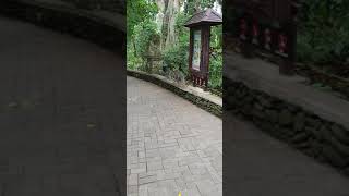 Crazy monkey sex scene