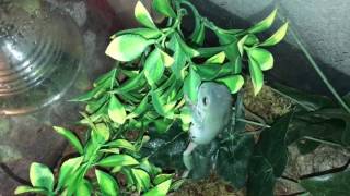 Reptile room tour May 2017