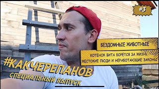 Котенок Вита, борется за жизнь. Бездомные животные, неработающие законы и живодеры.