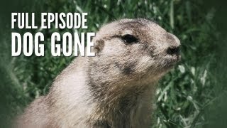Prairie Dog Hunt | Dog Gone