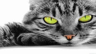 10 невероятных диких кошек, о которых мало кто знает. Кошки [Удивительный мир#49]