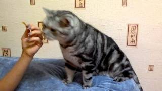 смешной голодный прикольный полосатый наглый кот!!!