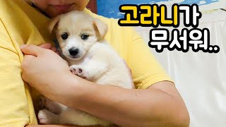 '고라니'보고 놀란 솜사탕 (너만 강아지인줄 알아..?)  봉두6화