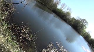 savage gear 3D FROG reaction