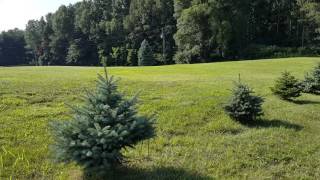 2017.07.19 - Colorado Blue Spruce Tree update after 4 years