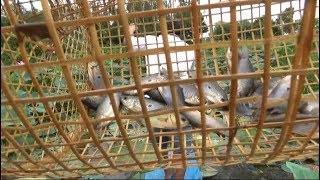 Đặt lờ cá sặc kết quả bất ngờ | fishing |  Gió Miền Tây