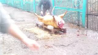 РЕЖЕМ СВИНЬЮ. Сорт -  Russisches Schwein 0/ Самая быстрая разделка свиной туши (Timelapse)