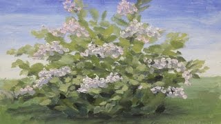 Цветущий куст. Этюды маслом. Пленэр май 2016.