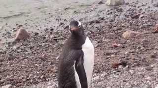 penguin Пингвин - плавает, но не летает
