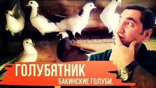Голубятник, Бакинские голуби