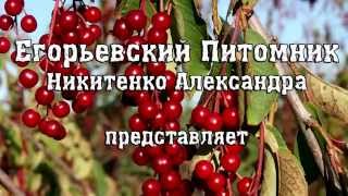 Егорьевский Питомник Никитенко Александра Весенняя Обрезка Сада